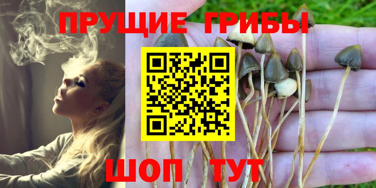Воронеж  Галлюциногенные грибы Psilocybine cubensis  Вход с VPN 
